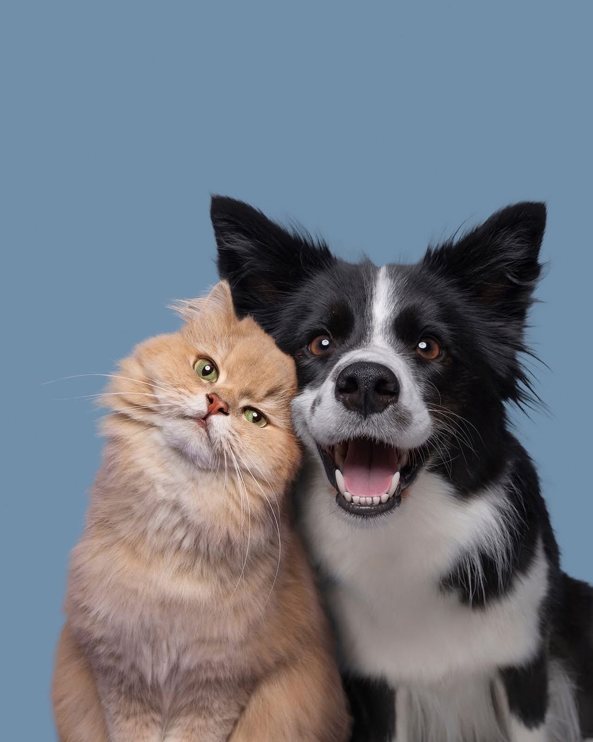 A cat and dog together