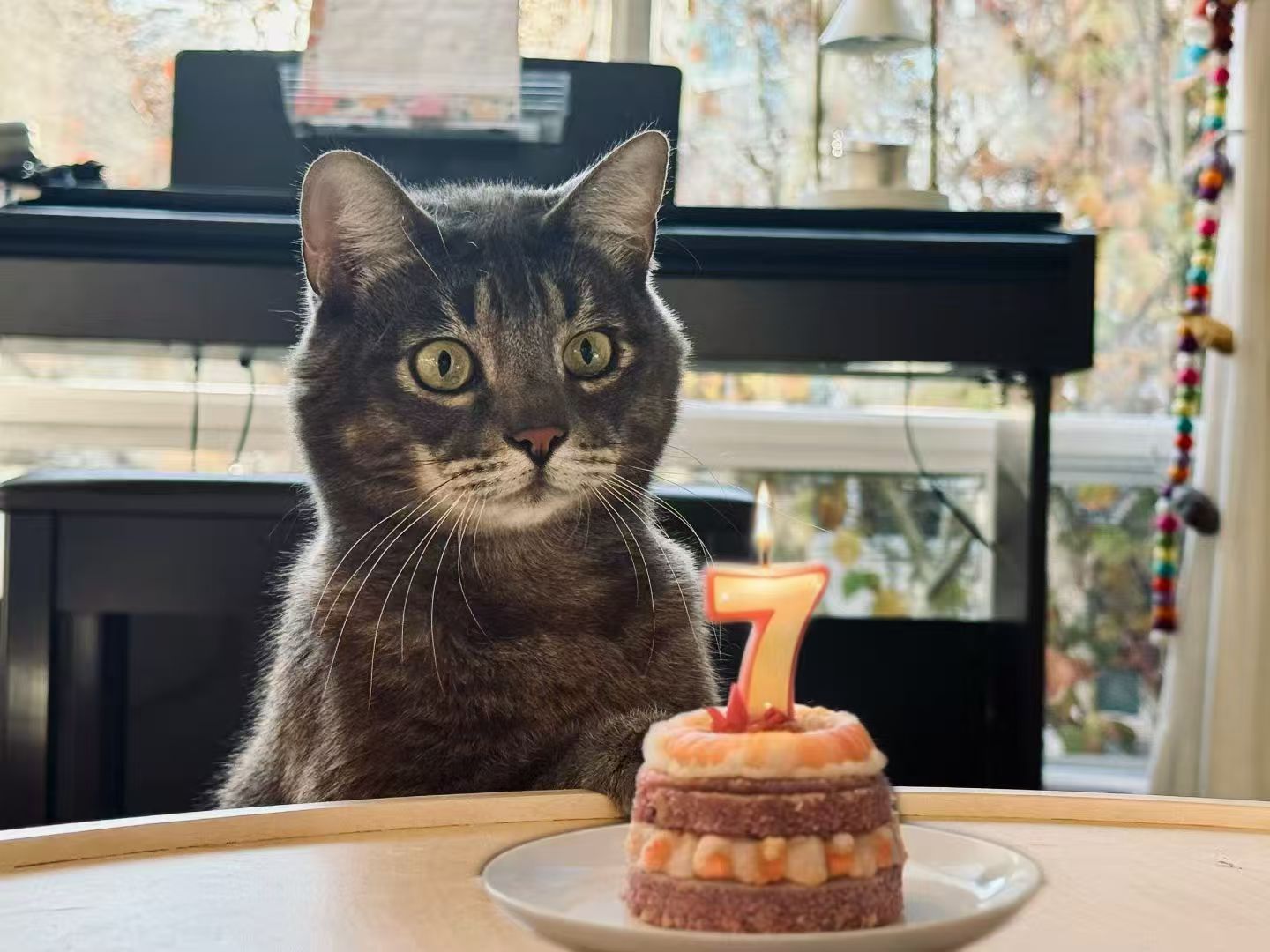 Mochi’s Mom · 🐱